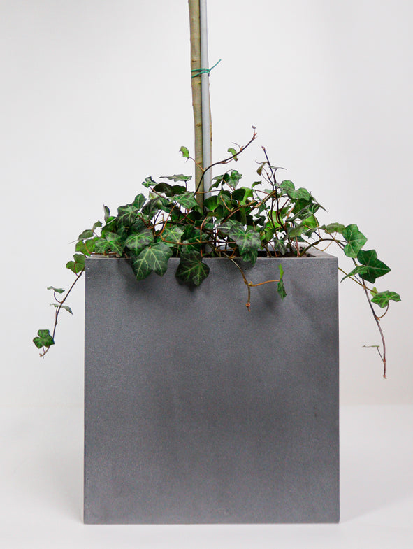 Concrete effect grey cube with Ivy and Bay Tree.